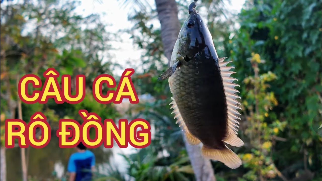 Câu Cá Rô Đồng Tập 1 #câucárô 