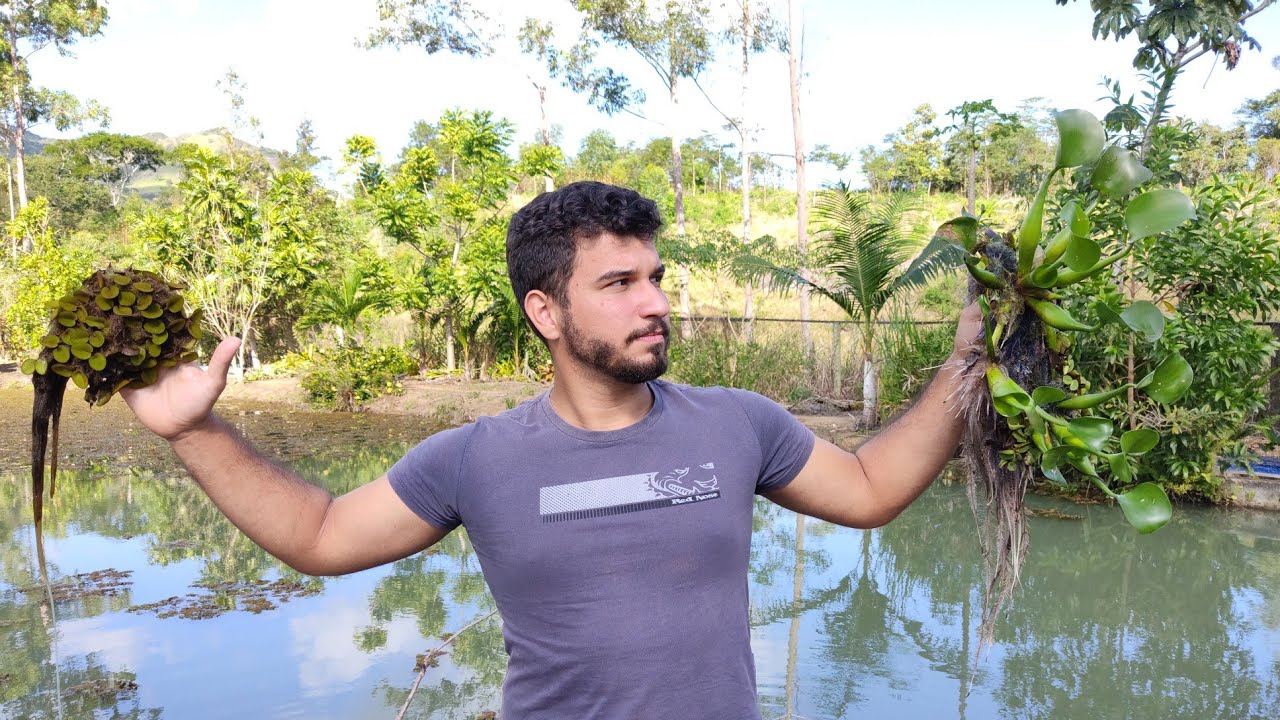 A IMPORTÂNCIA DAS PLANTAS AQUÁTICAS PARA O SEU PEIXE!!