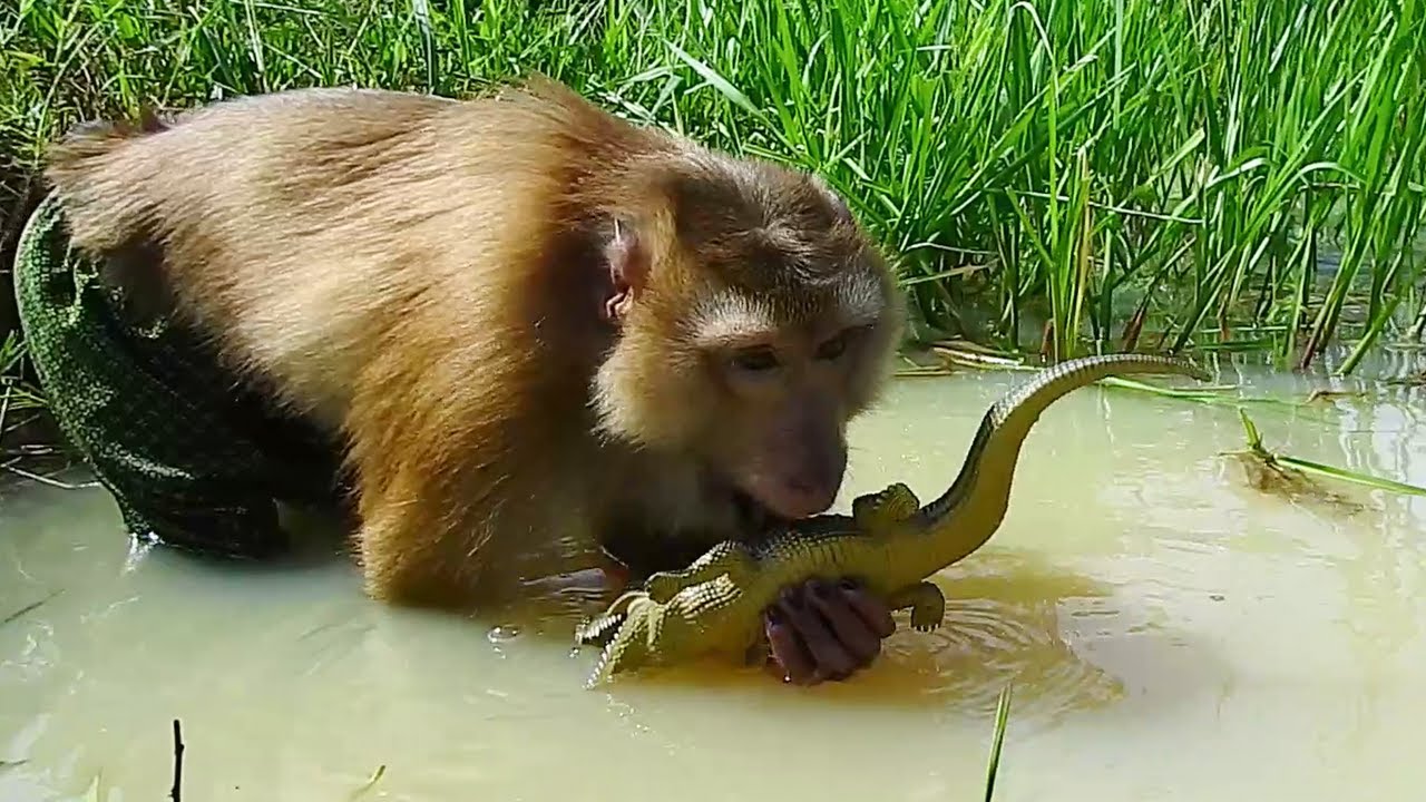 SokYaa FOund Crocodiles Swim Funny & Catching It
