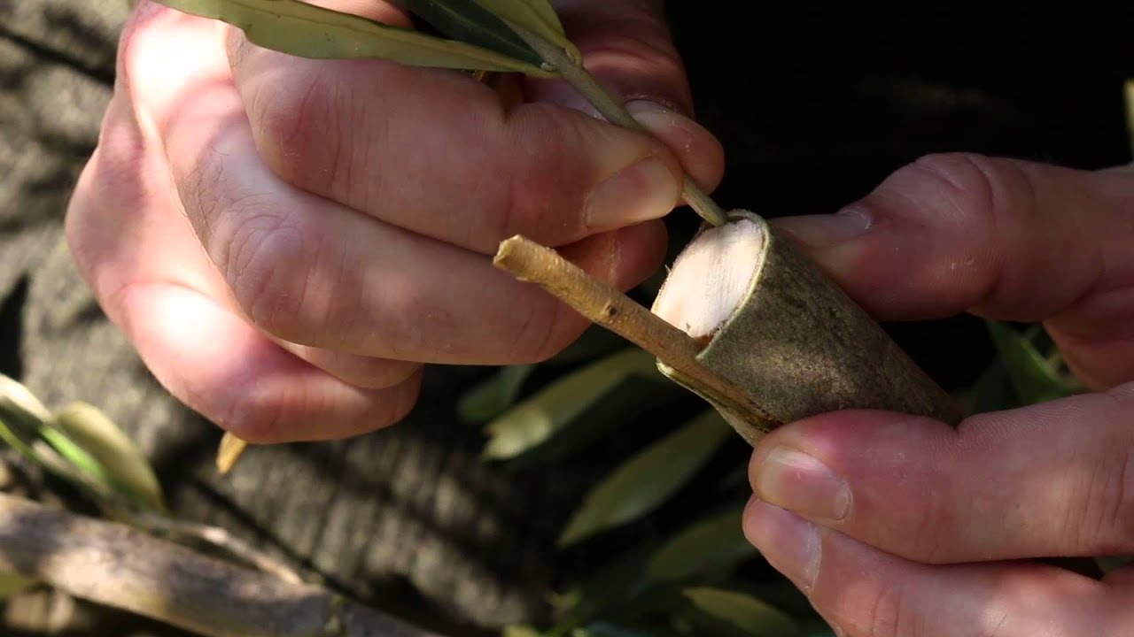 Innesto a corona dell'olivo