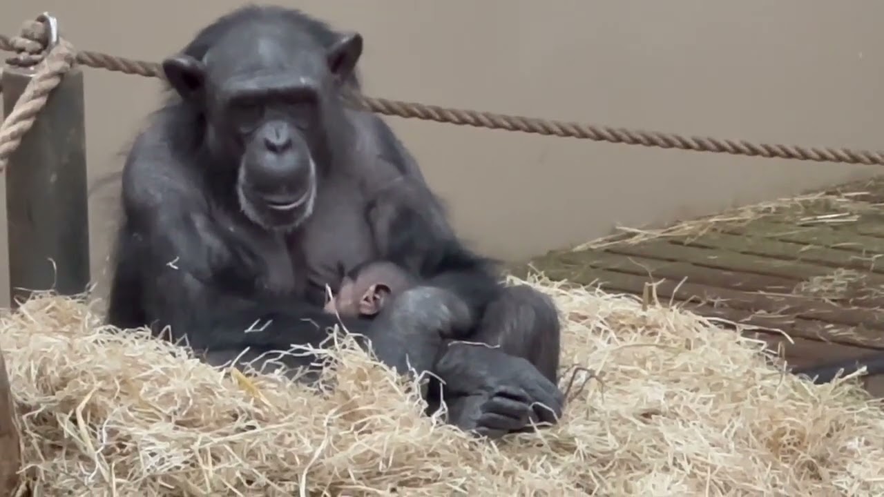 Baby Chimpanzees with their Mother - Part 1