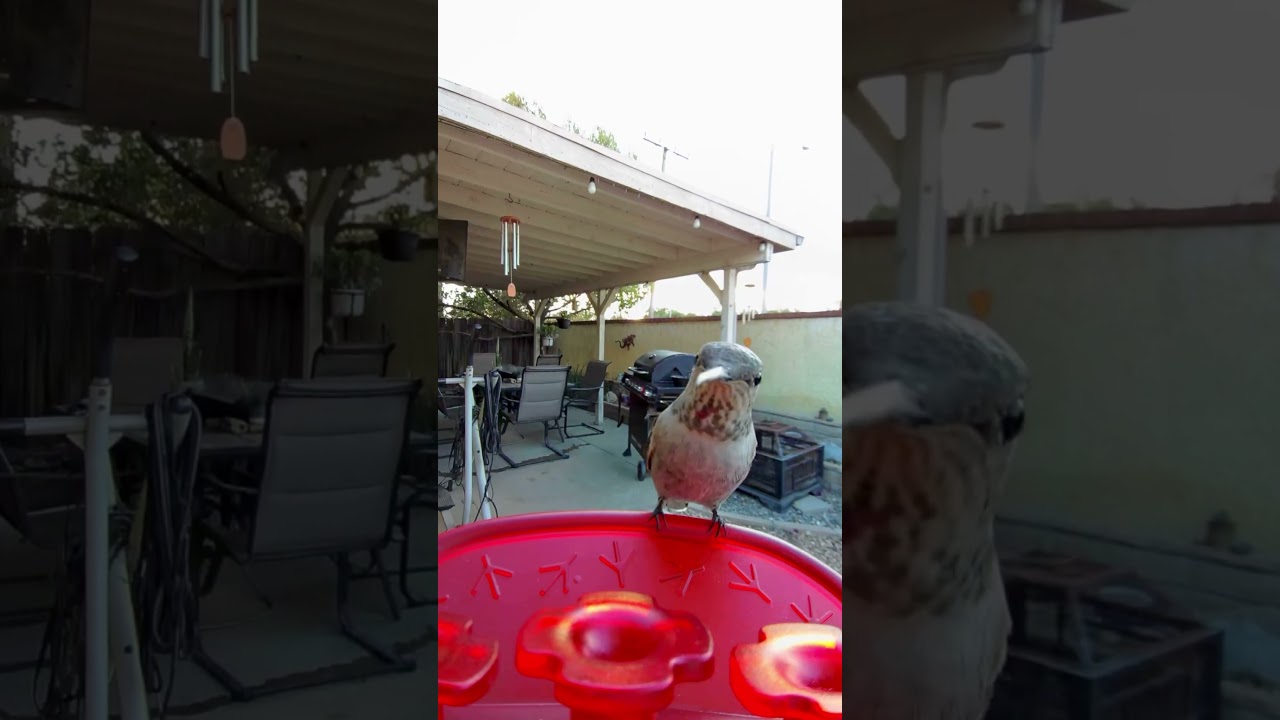 Hummingbird Adventures Video 1 #CatTV #Relaxation