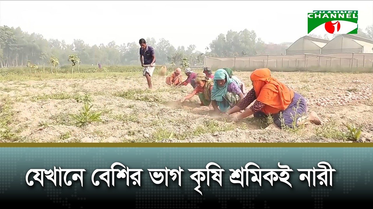 বগুড়ায় টিএমএসএসের রাসায়নিক সারমুক্ত কৃষি | Channel i News