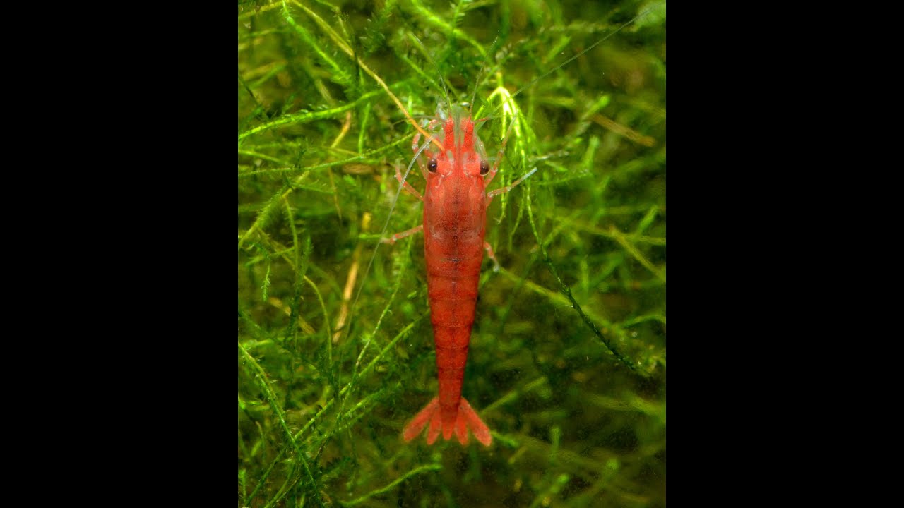 Ellobiopsidae Update, Shrimp Disease Treatment- Tuesday Tip