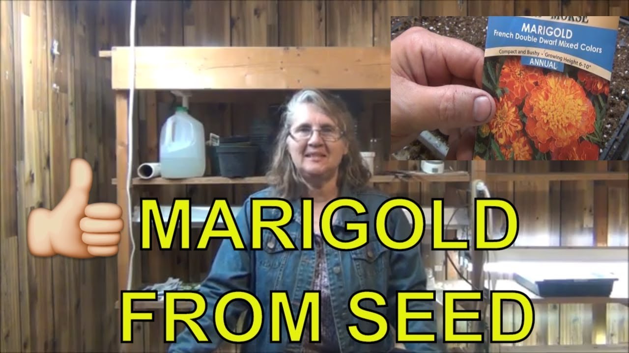 How to Grow Marigold from Seed to Planting in the Garden