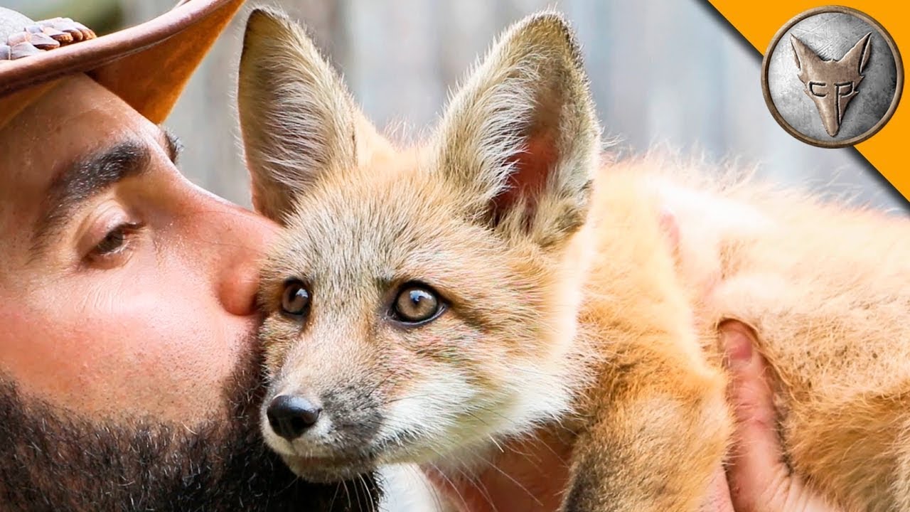 Találkozás egy kis vad rókával | Ismeretterjesztő videók a vadonról | Brave Wilderness Magyar