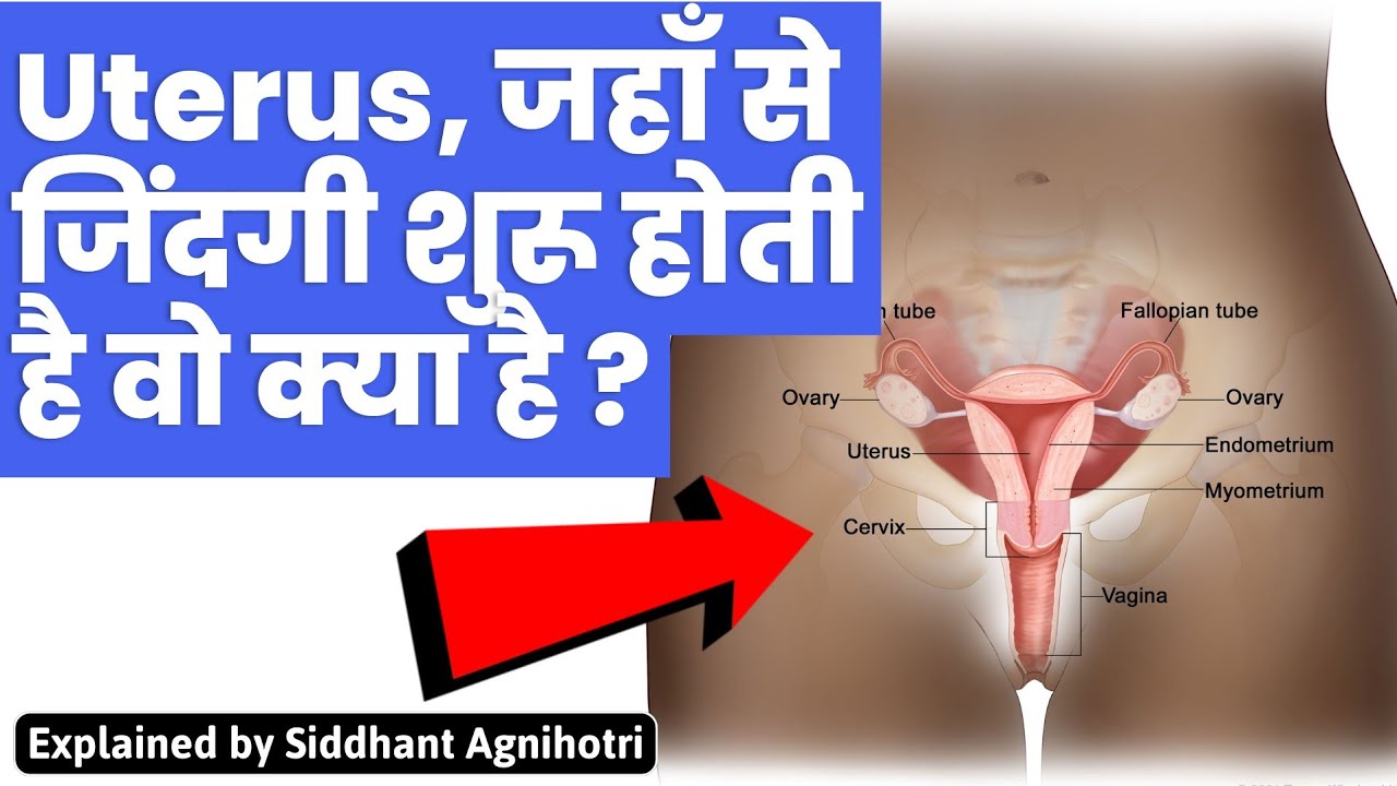 All about Uterus explained in simple language | Lecture 1