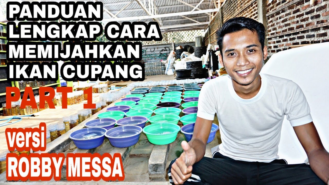 #PART 1 . PANDUAN LENGKAP CARA PEMIJAHAN IKAN CUPANG HIAS..