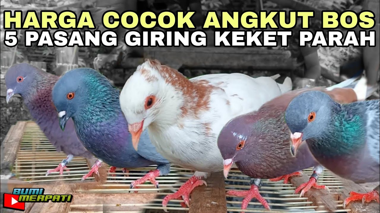 GIRING PERDANA CACA JR & 4 PASANG MERPATI SEKOLAH !!!