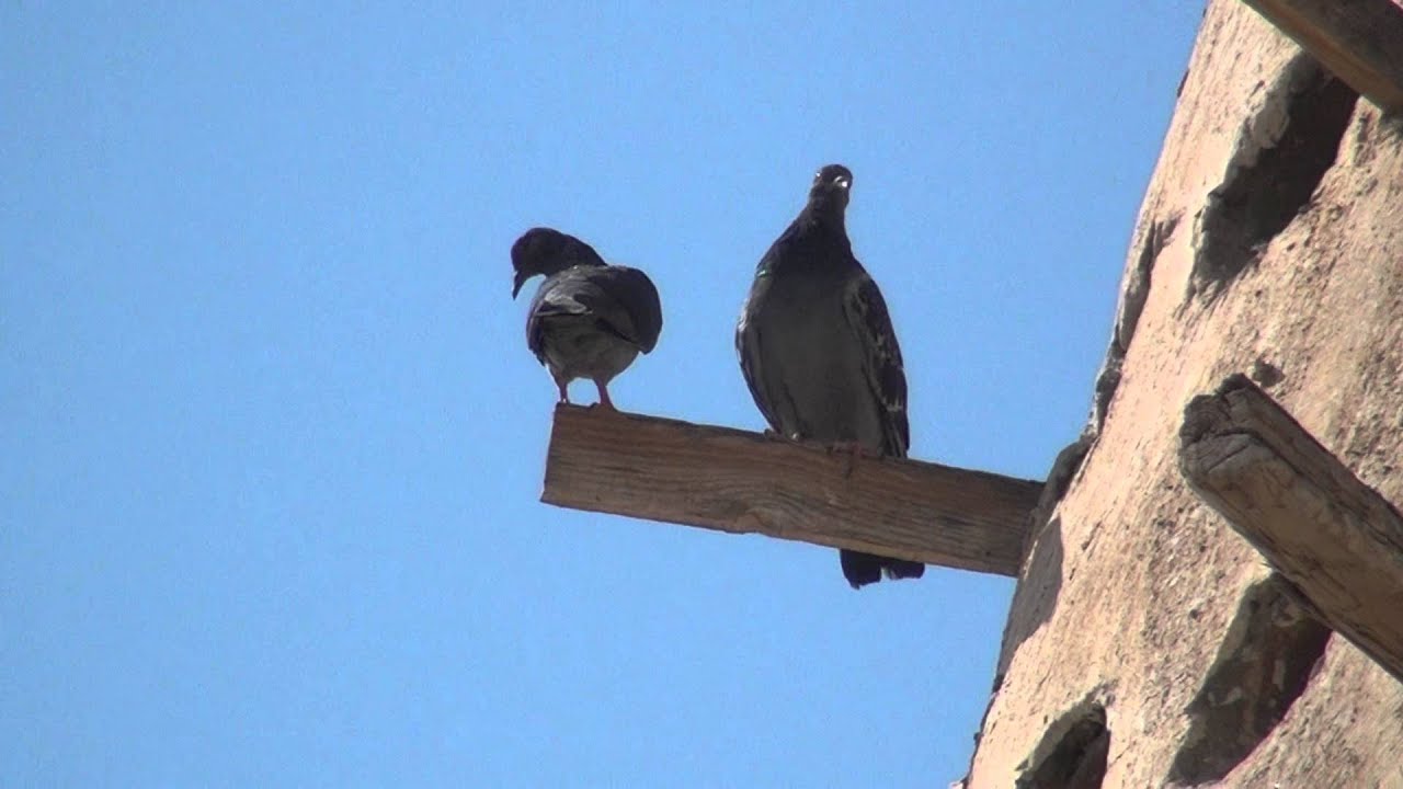 SONY-HDR-Pj30E TEST VIDEO 01