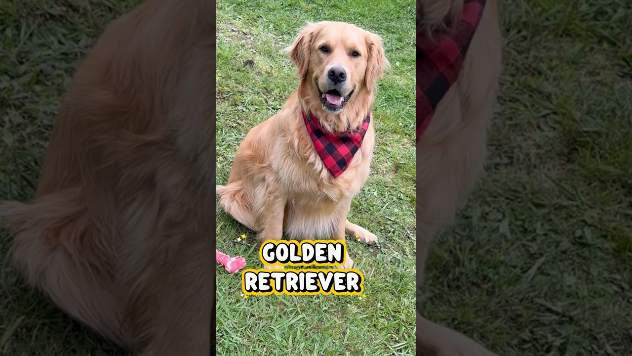 This is a Golden Retriever heart melting! #goldenretrievers #cutedogshorts #dog
