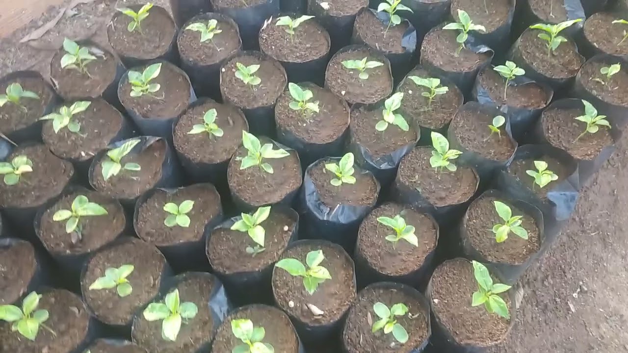 Desenvolvimento das minhas novas mudas de maracujá pingo de ouro ! E uma dica muito importante !