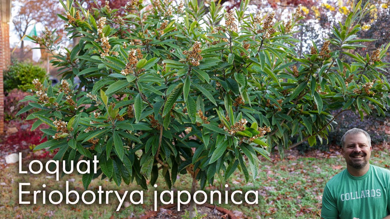 Loquat - Eriobotrya japonica