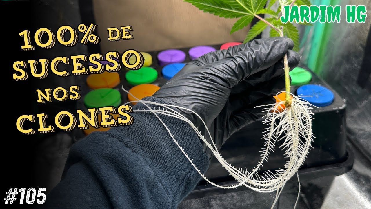 AEROCLONADORA: O Melhor M&eacute;todo para Clonar Cannabis com Sucesso