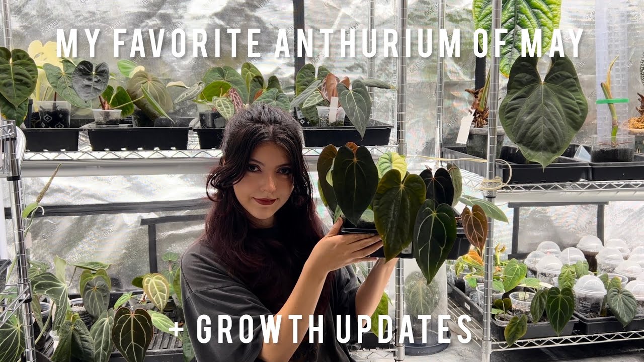 Favorite anthurium of may 2024 + new growth updates!