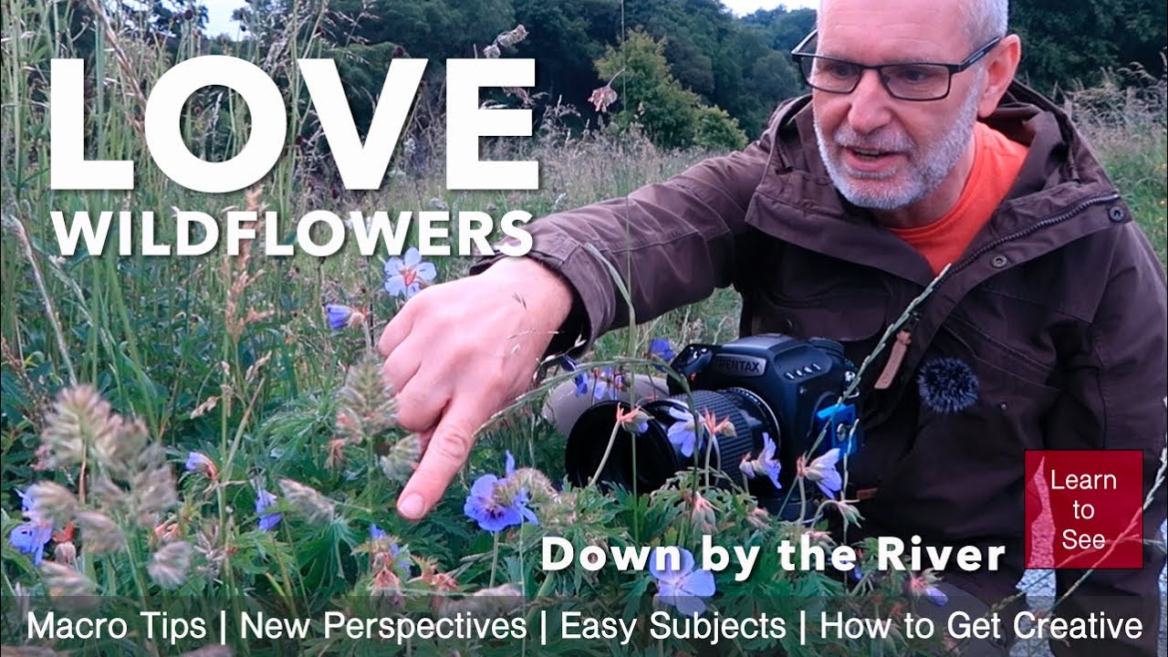 Photographing Wildflowers in Summer | Nature Photography