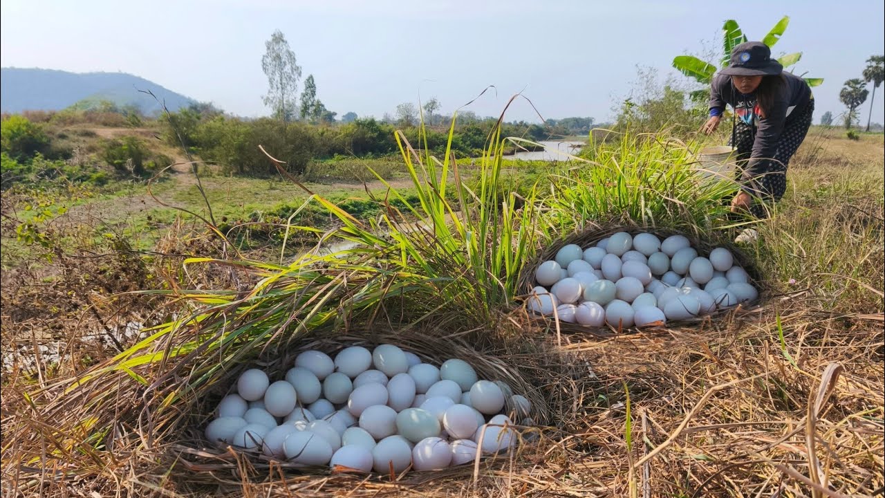 A woman collects eggs at the mouth of a stream, where there are no lemongrass leaves or many eggs.