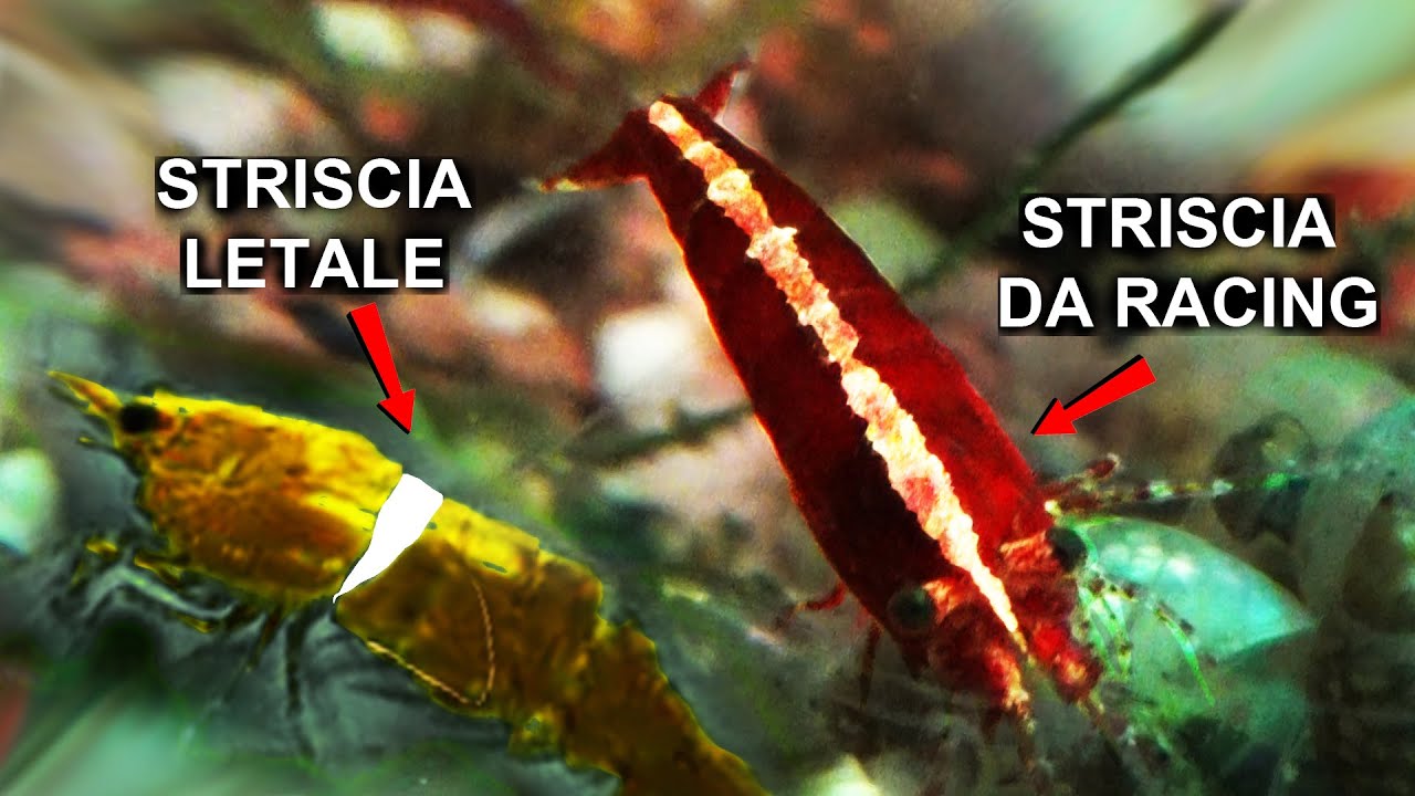 Se vedi queste STRISCE bianche le tue CARIDINE sono in pericolo!