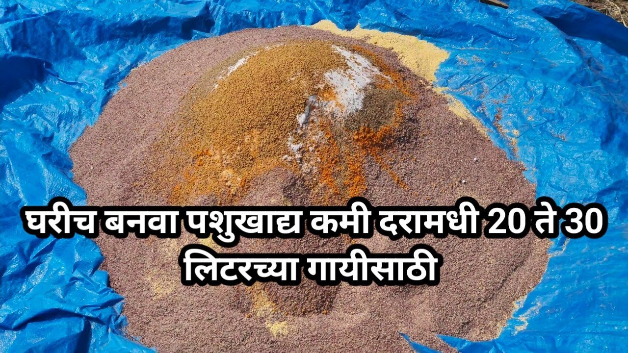 स्वतः पशुखाद्य बनवा आणि दुग्धव्ववसायात नफा जास्त कमवा | Hf Cow Feed Formula