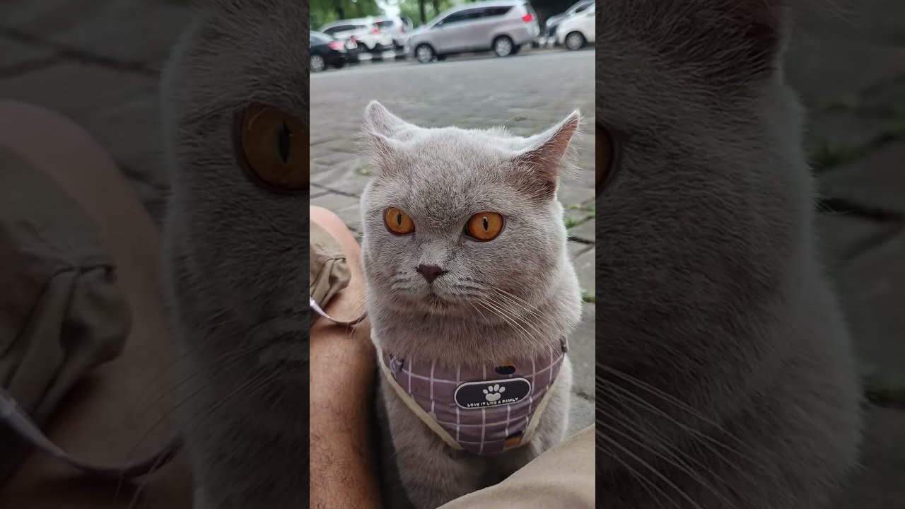 Sibes - The day of british shorthair cat. 