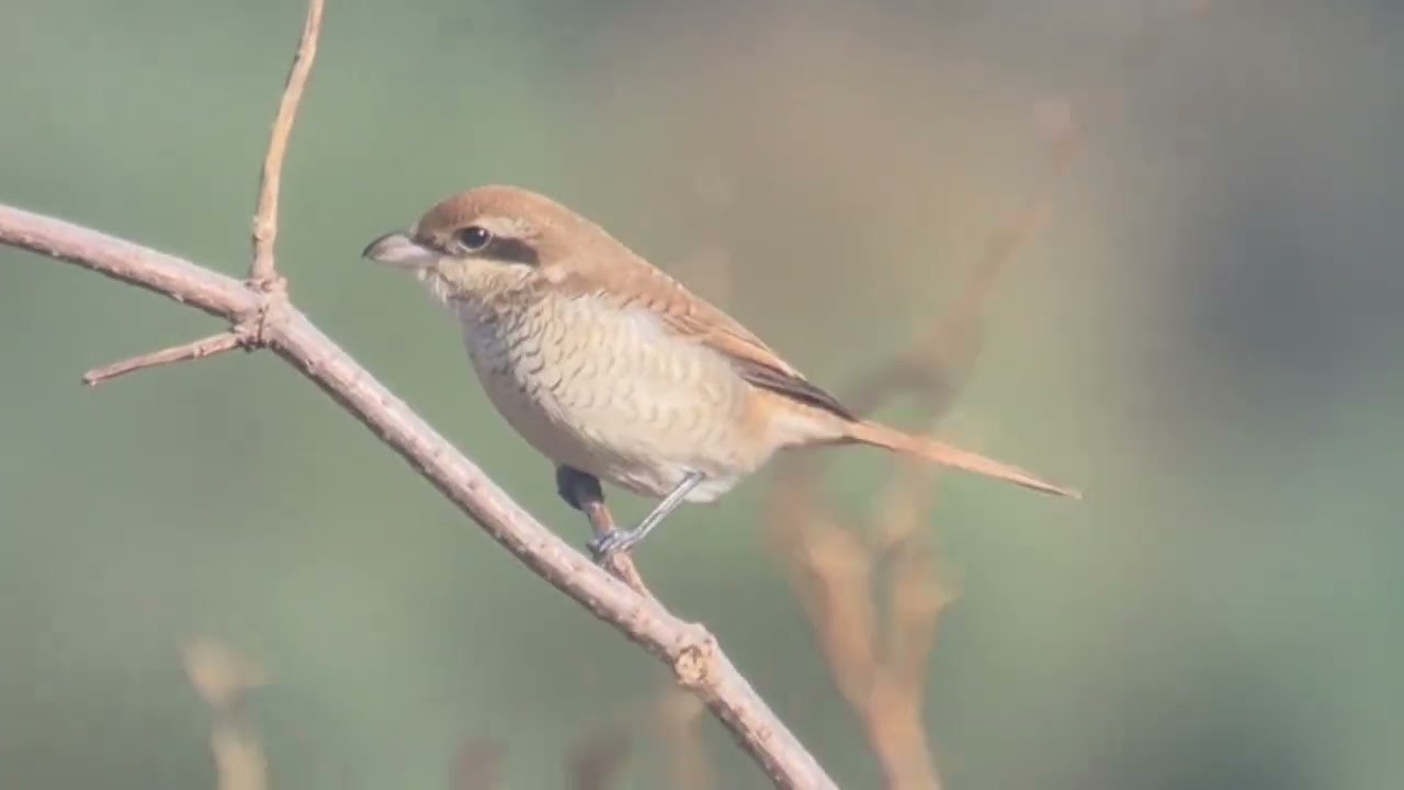 Brown Shrike Upper Hollesley Common 24 Oct 25 1