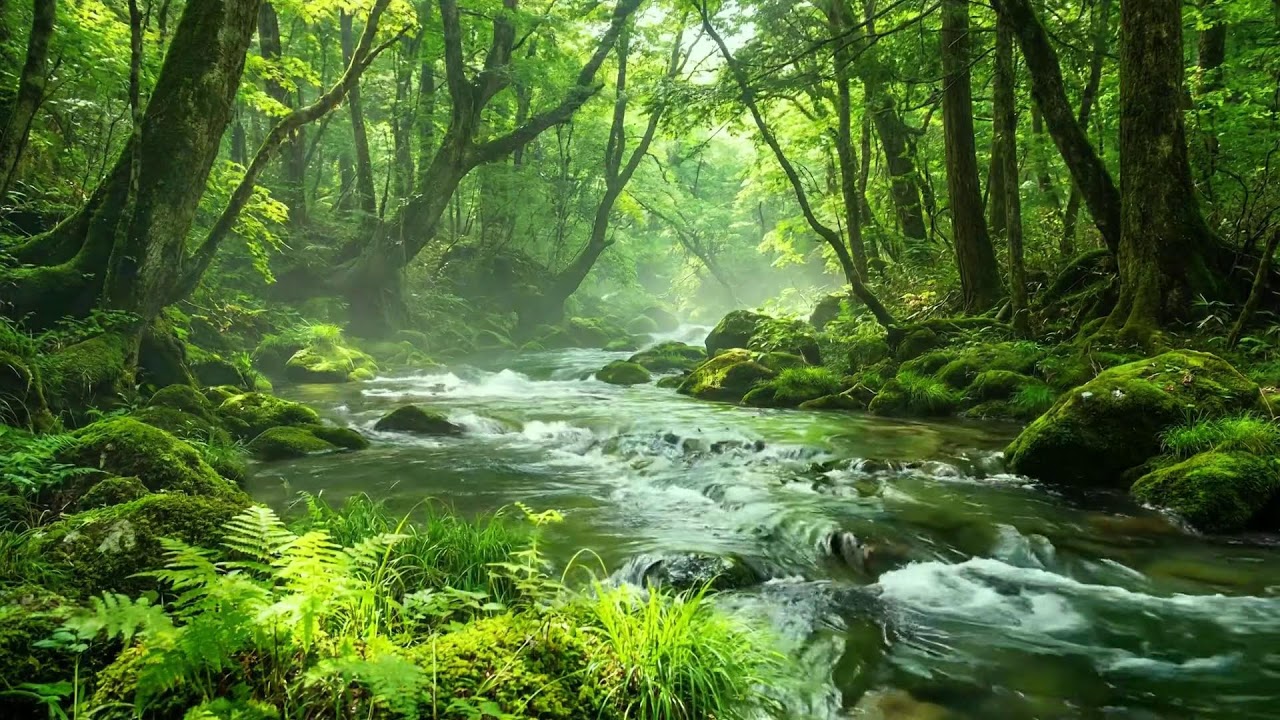Gentle Sounds of Quiet Forest, Stream Flow and Distant Birds Singing, Healing Ambience ASMR