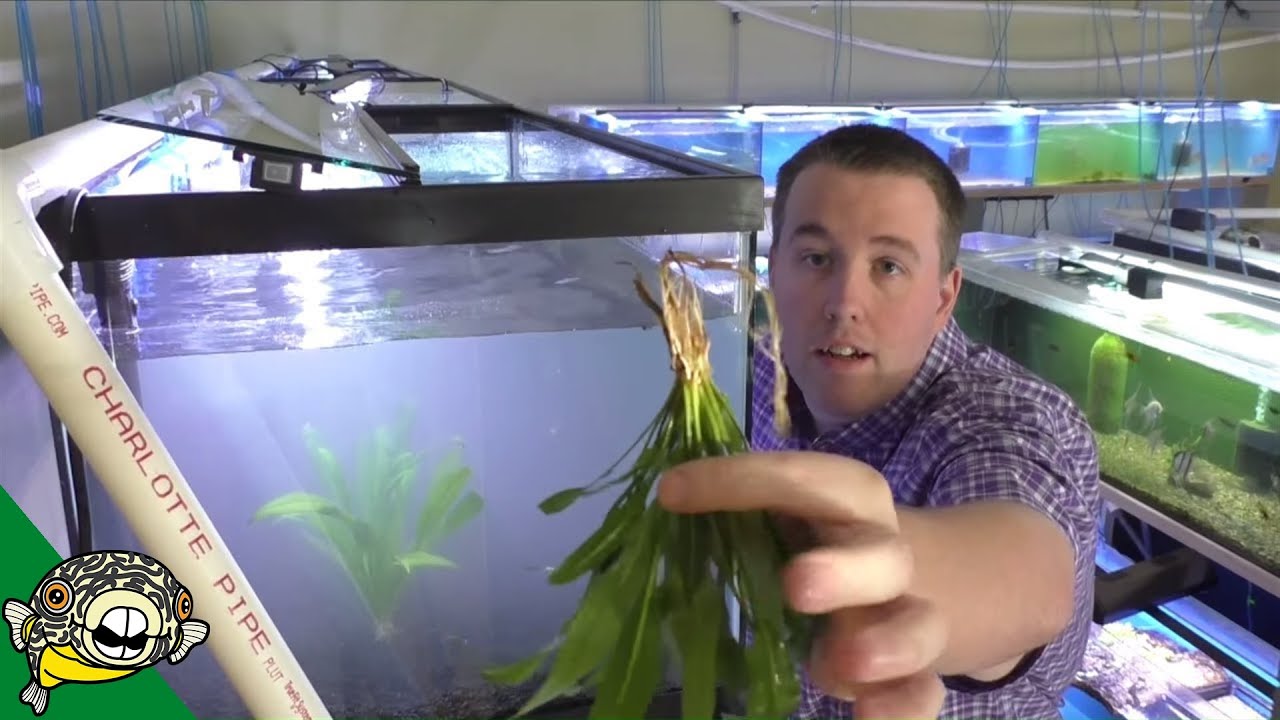 Discus Fish Tank Setup Daily Dose #12
