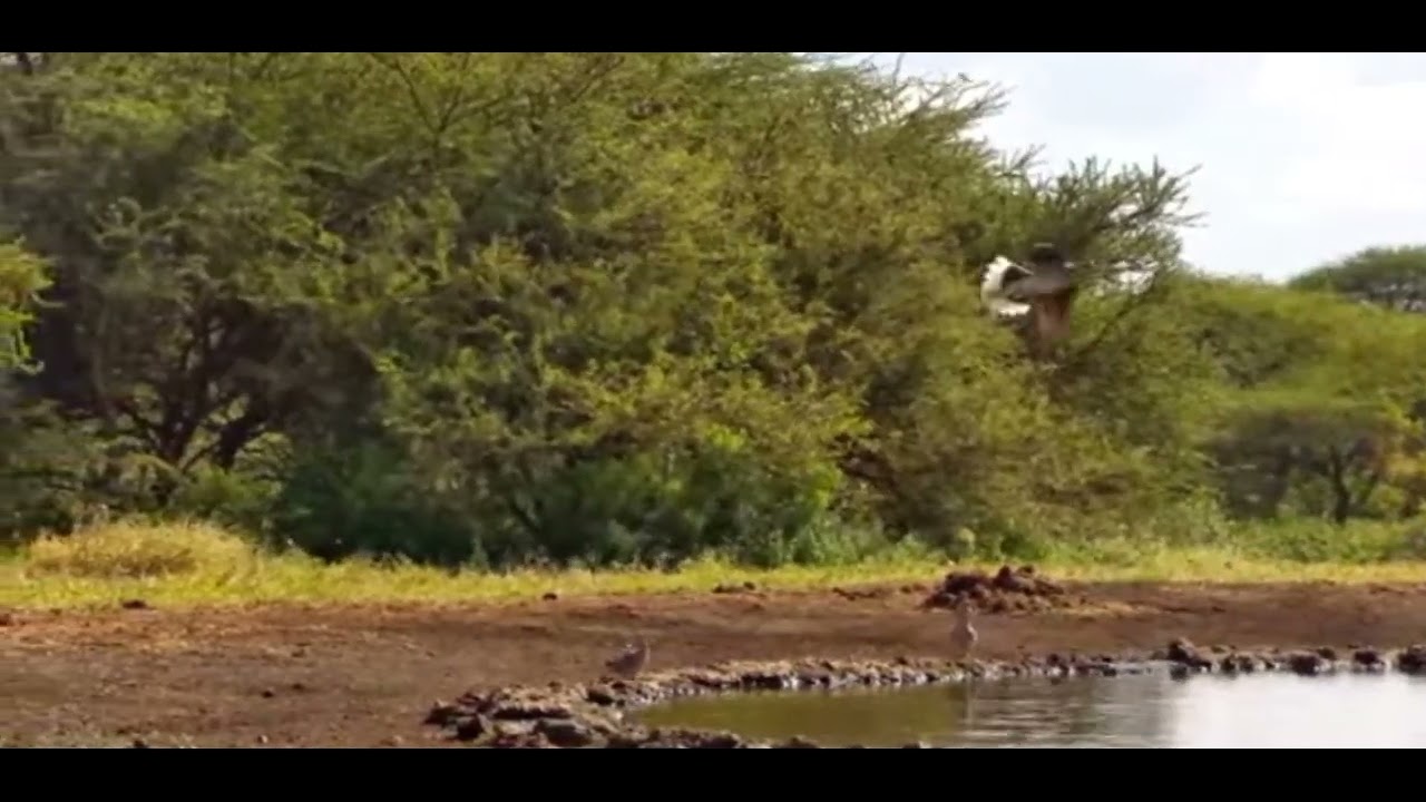Kenya, Voi Tsavo National park 1/21/2026 325pm Bird spotting Watched nature 