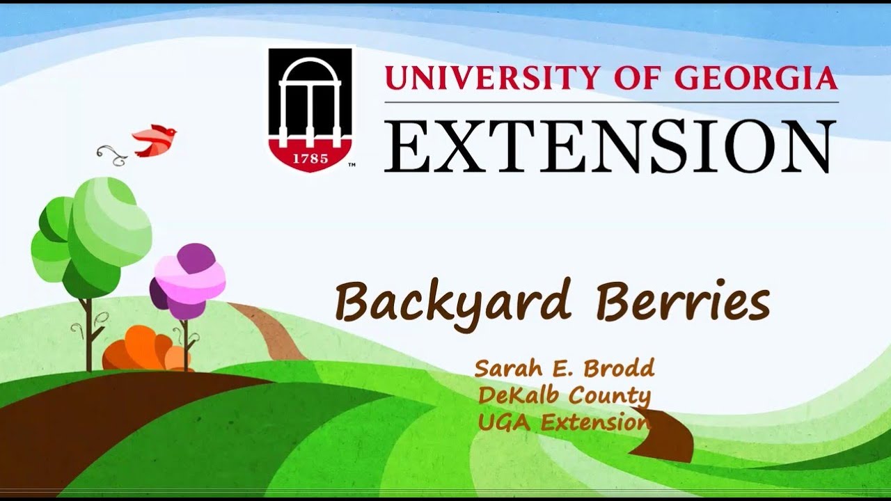 Backyard Berries