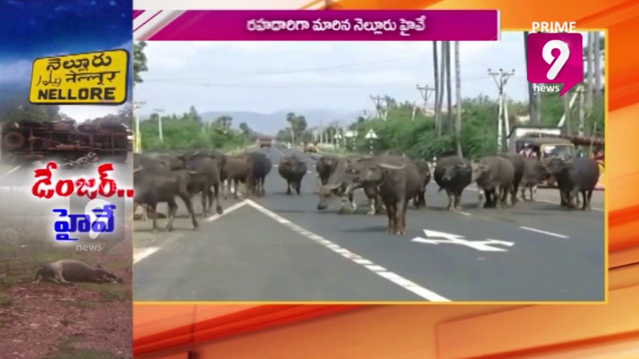 Nellore Highway Becoming Vicious Trap for Both People & Animals  | Prime9 News