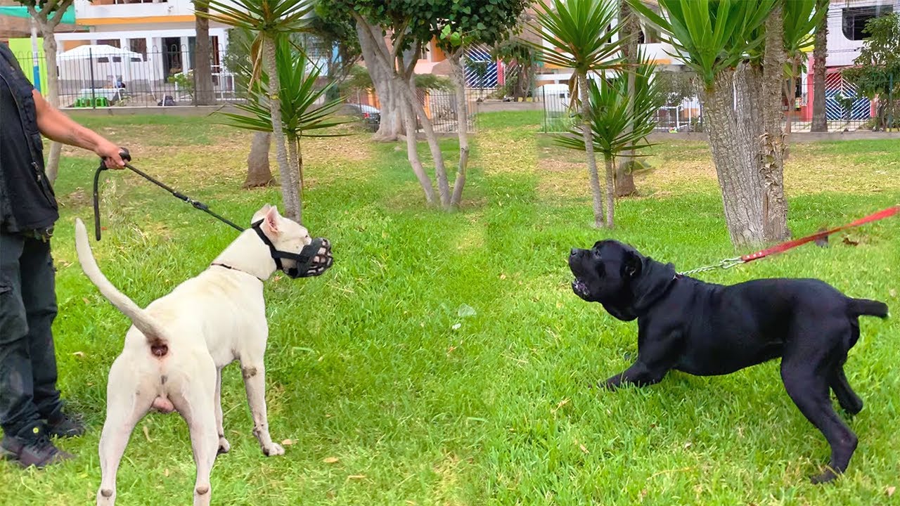 Perros de gran poder reunidos en el mismo lugar