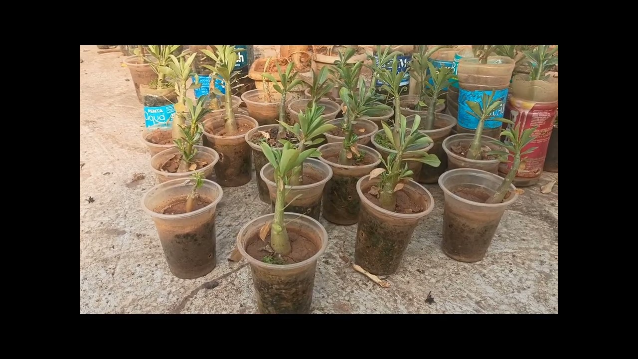 ||Adenium\Dessert Rose|,Terrace garden overview ||Baby Adenium Repotting method  ,balinge  kolhapur 