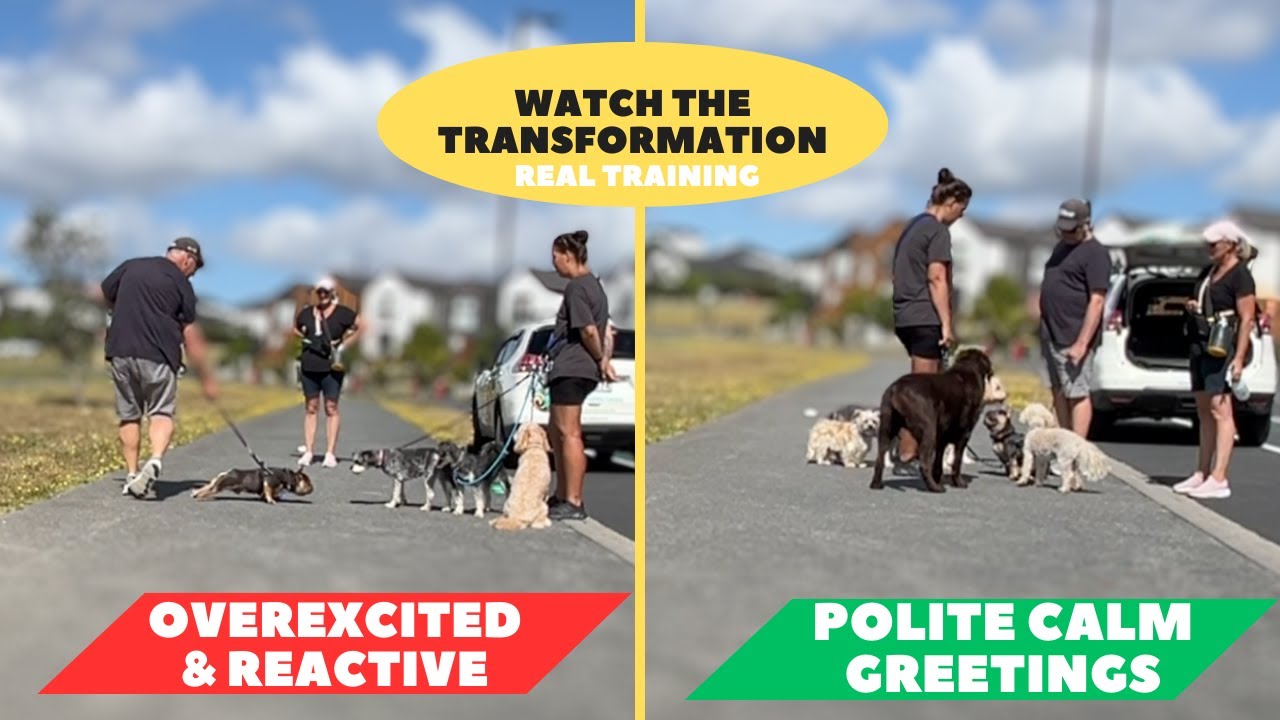 How to stop your on leash dog lunging and reacting to other dogs on a walk reactive dog training