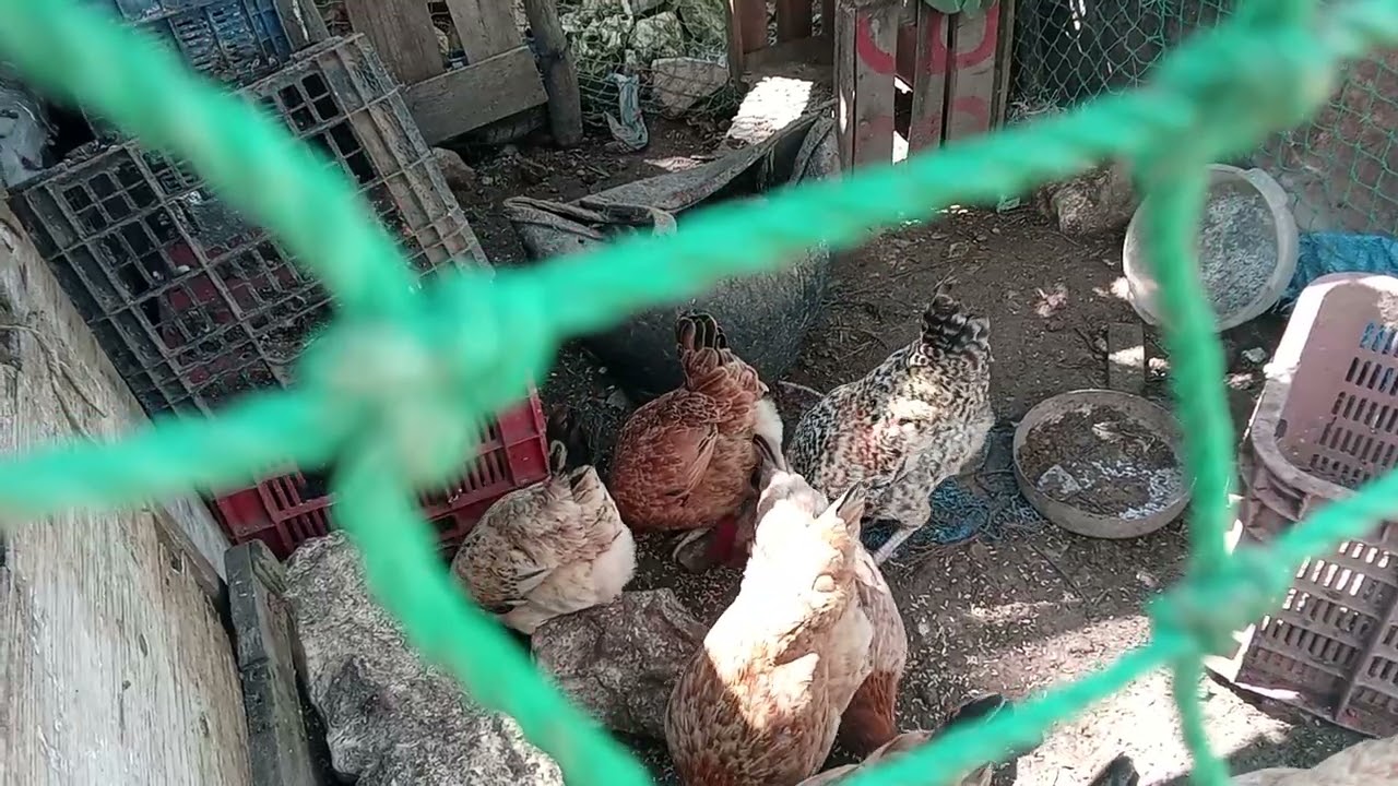 بناء مسكن للاغنام مع جمع البيض