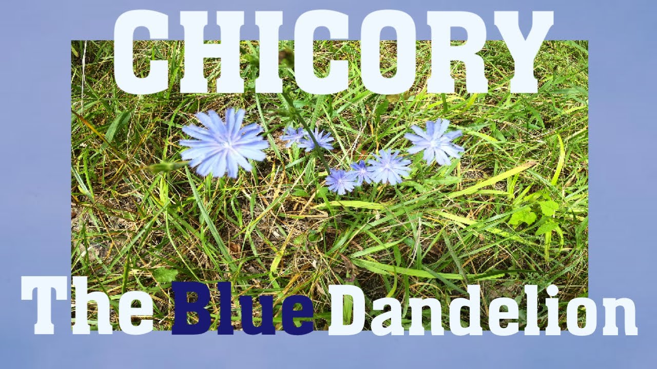 Chicory -The Blue Dandelion