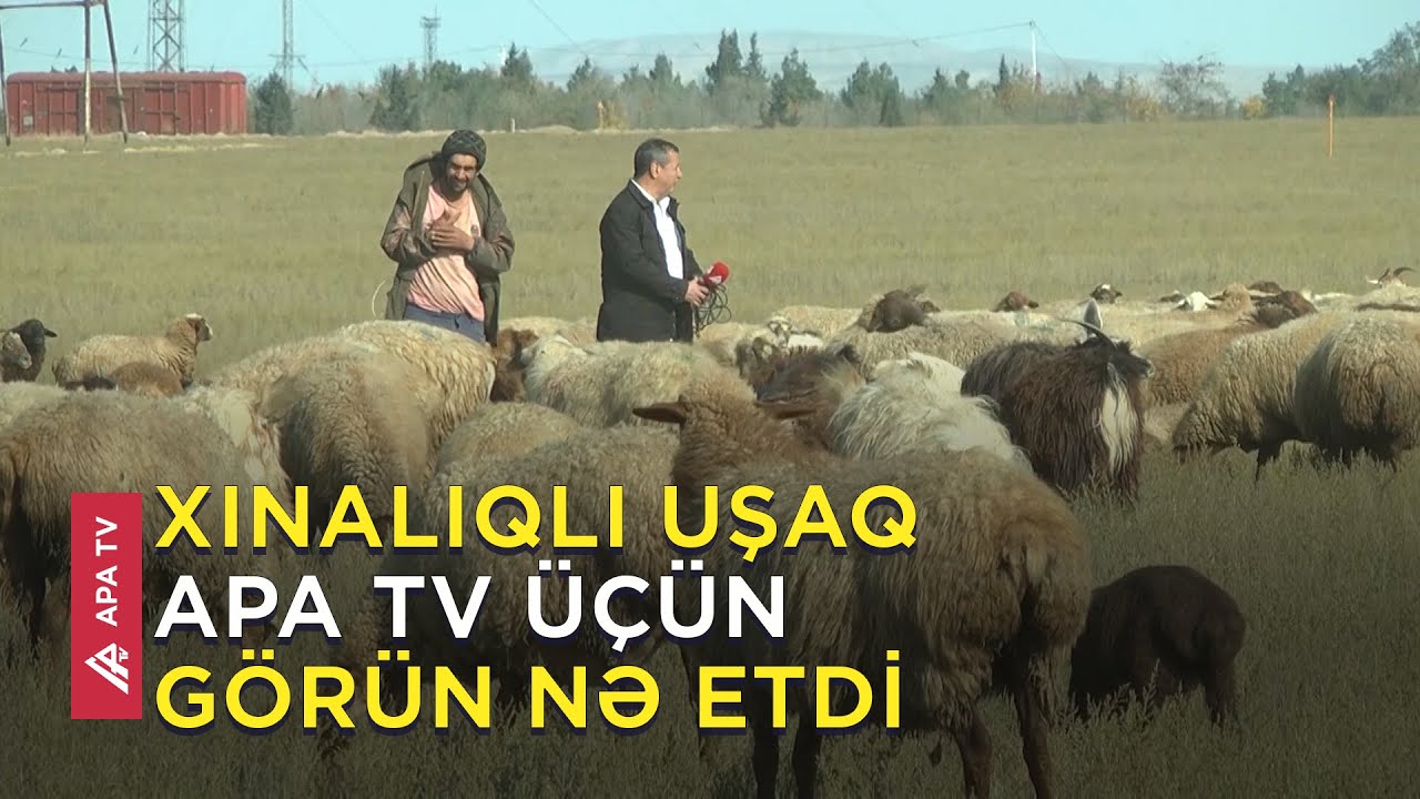 Hacıqabul çöllərində bir gün, çobanların qışlaq həyatı - APA TV