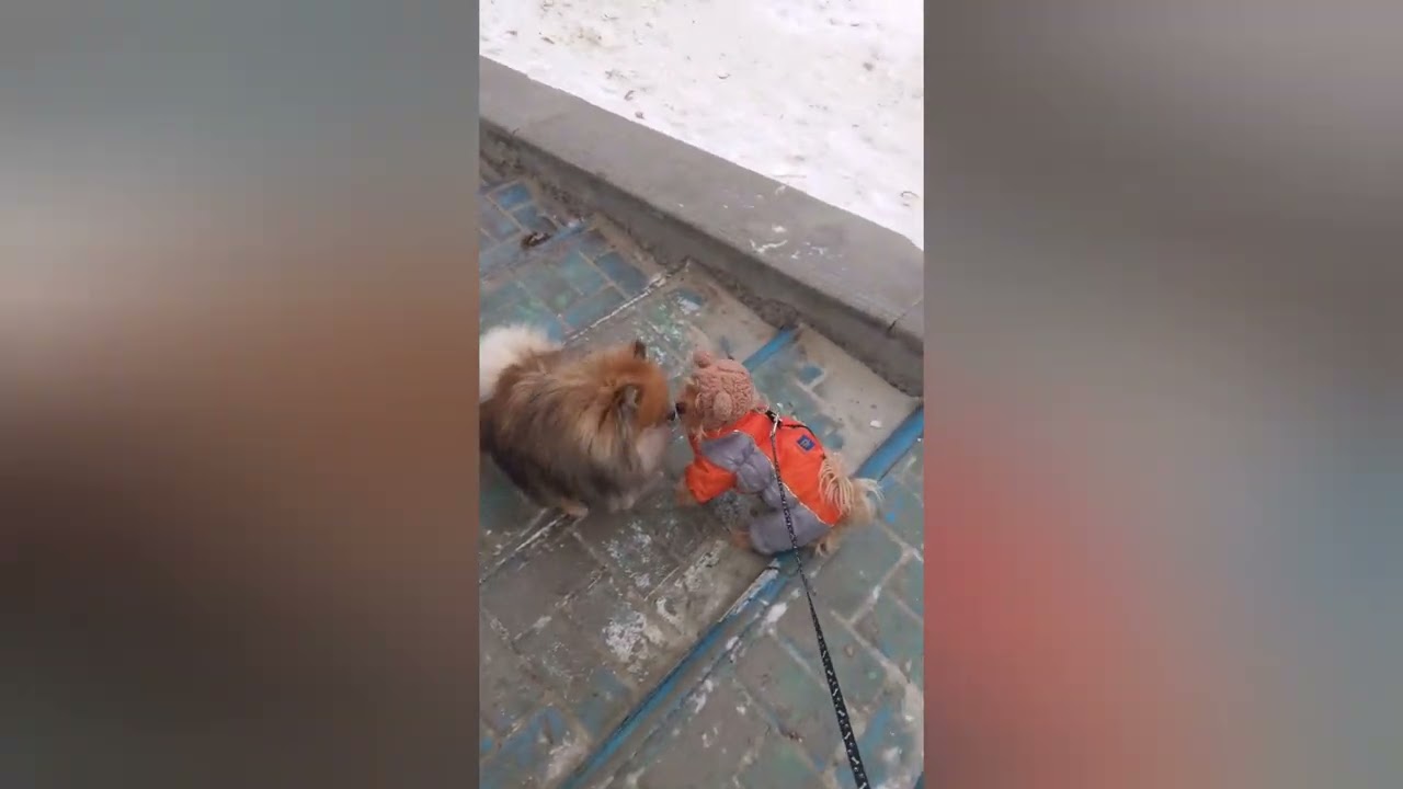 Ранкова прогулянка Сюзі 🤭🫧