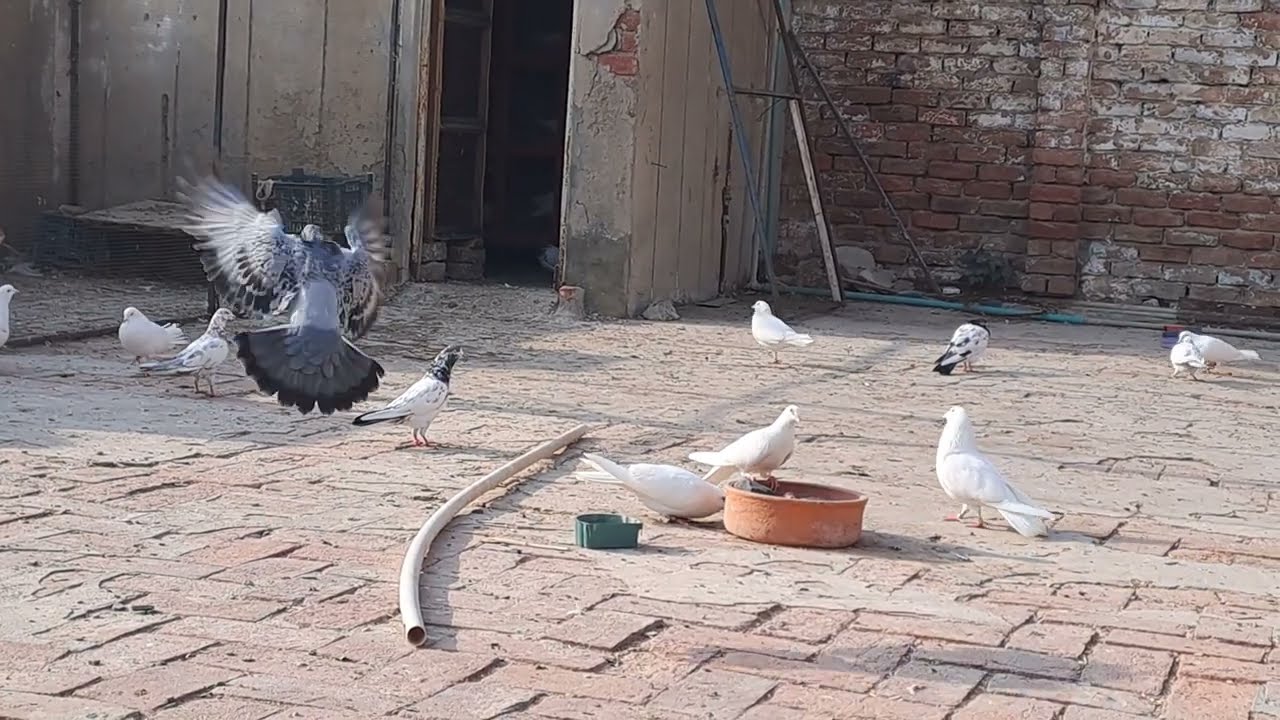 pigeon keeping for beginners
