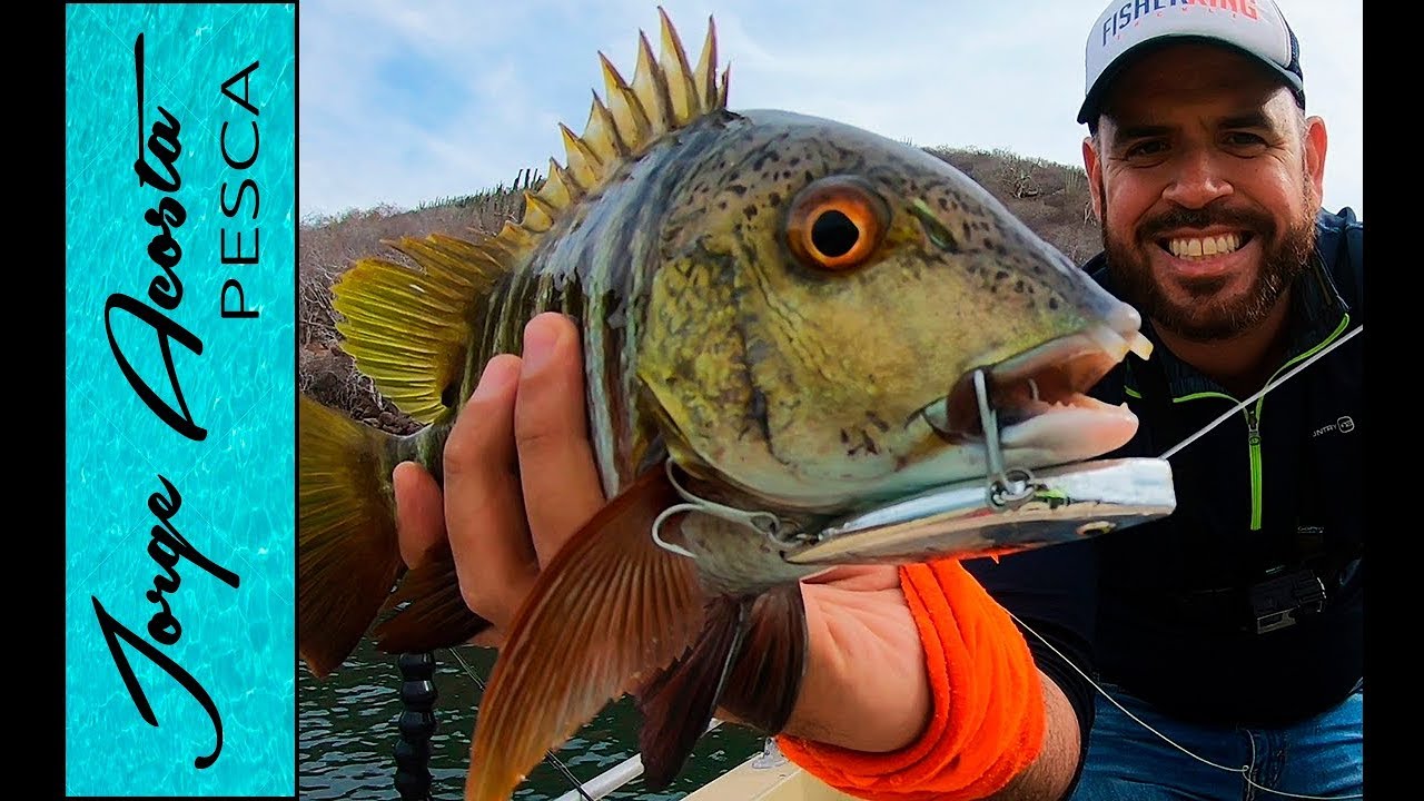 Pesca de PARGOS y COCONACOS en Topolobampo, Sinaloa