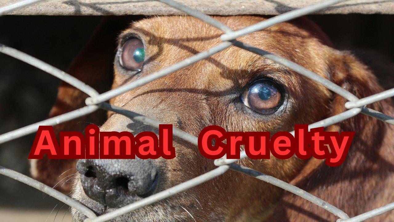 Animal Cruelty ! రేను దేశాయ్ ! Press Meet