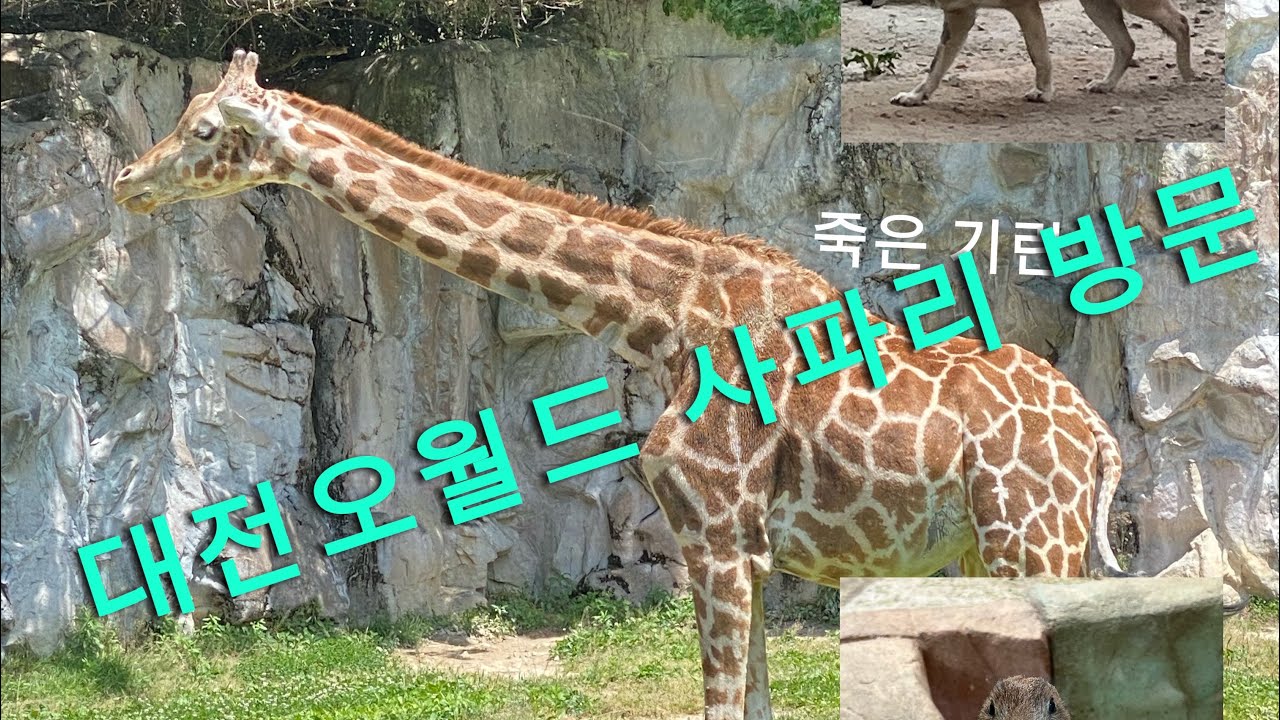 대전오월드 동물원 아프리카 사파리