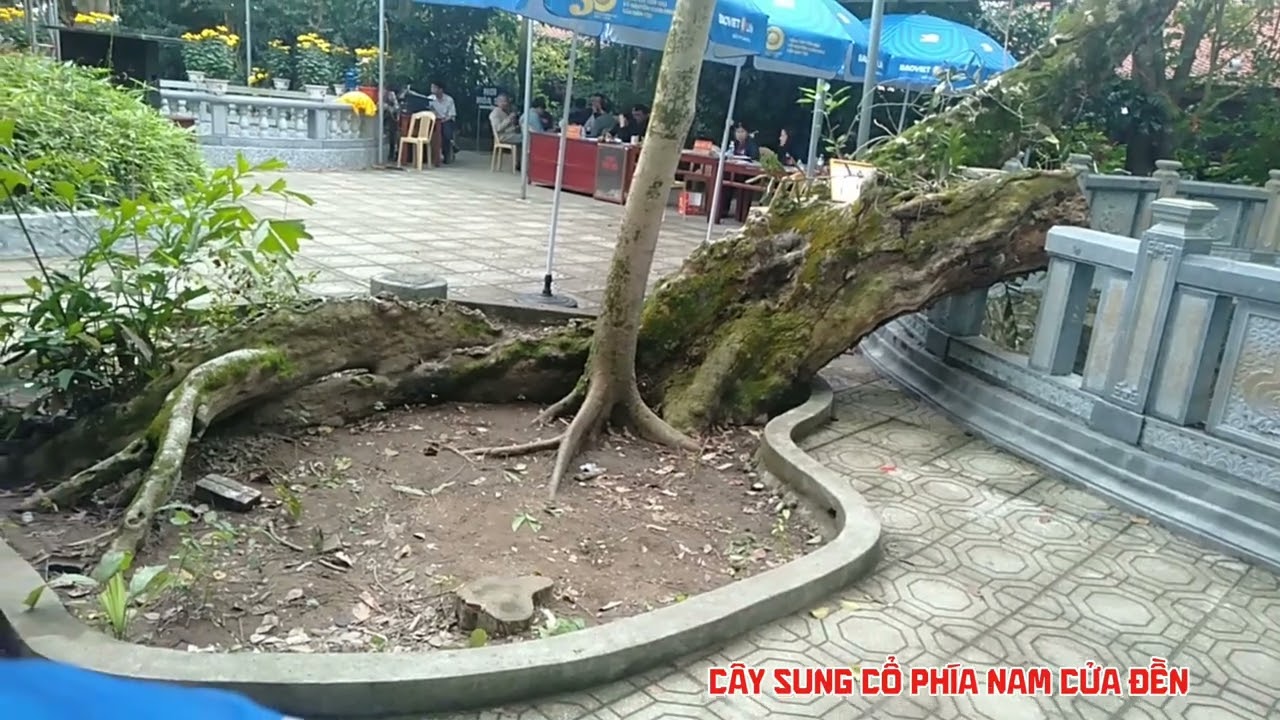 Review Hội Đền Vua Rộc xã Vũ Quý tỉnh Hưng Yên - Nét đẹp truyền thống văn hóa Việt 