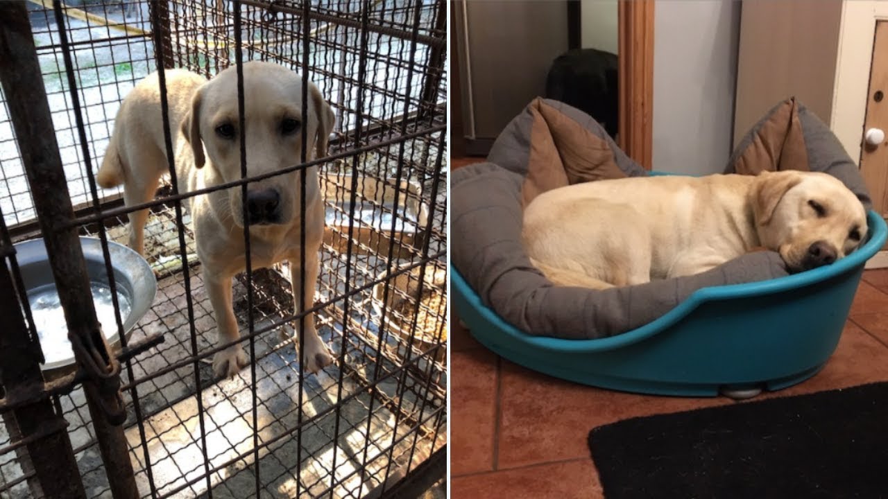 Sandie's Story of Hope After Dog Meat Farm