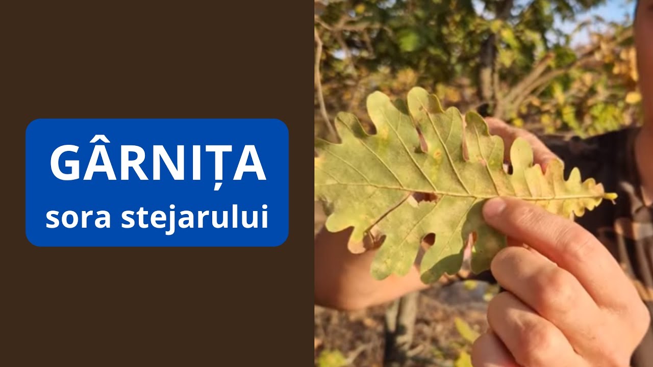 Sora stejarului: g&acirc;rnița