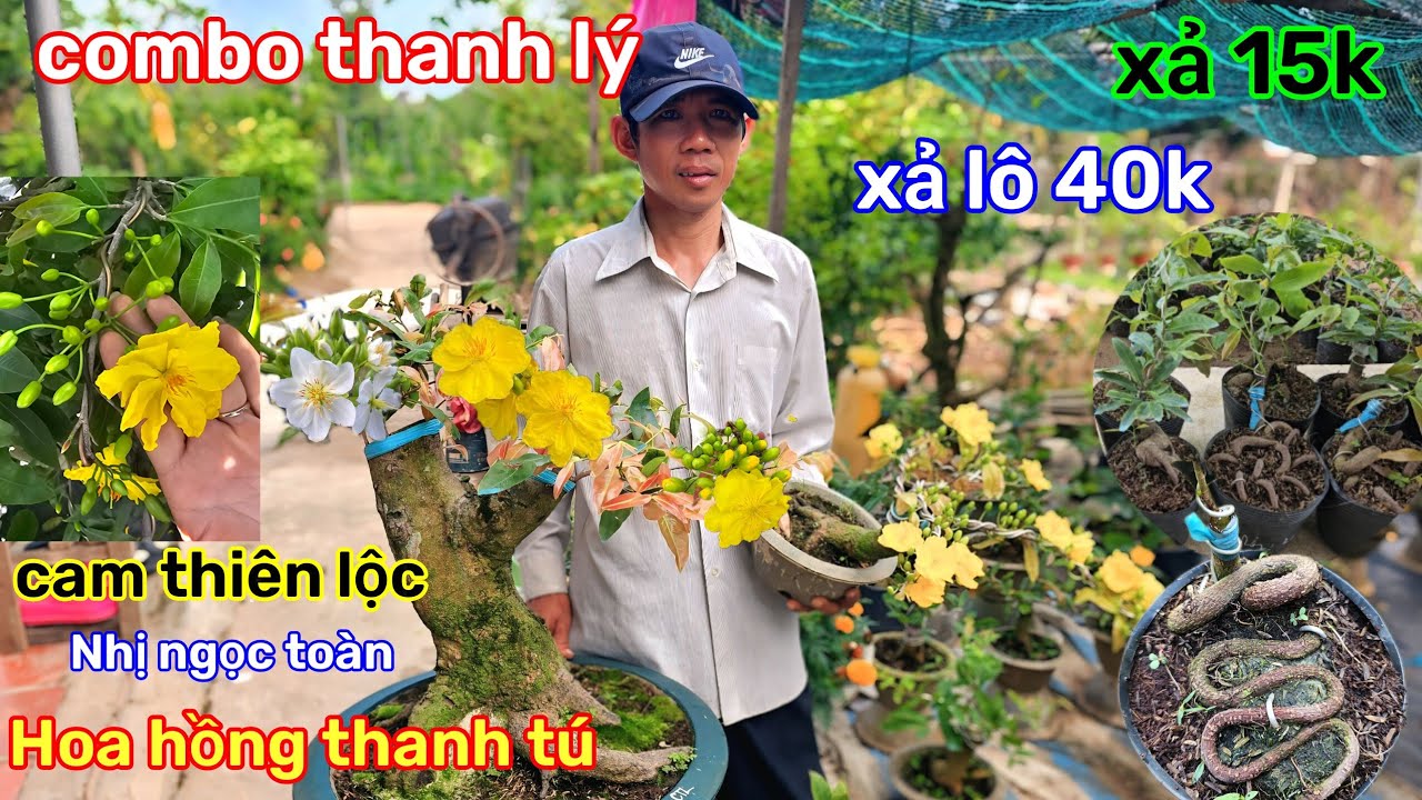 🌲9/3☎️Vườn mai Anh Sum☎️mai giống mùa mới🌲xả lô mai đôn 15k-40k🌲xả rẻ dọn vườn 