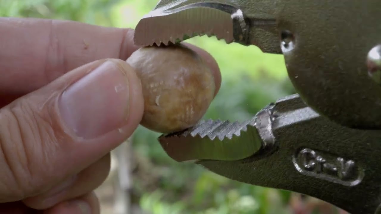 Como abrir nuez de macadamia con esta herramienta.