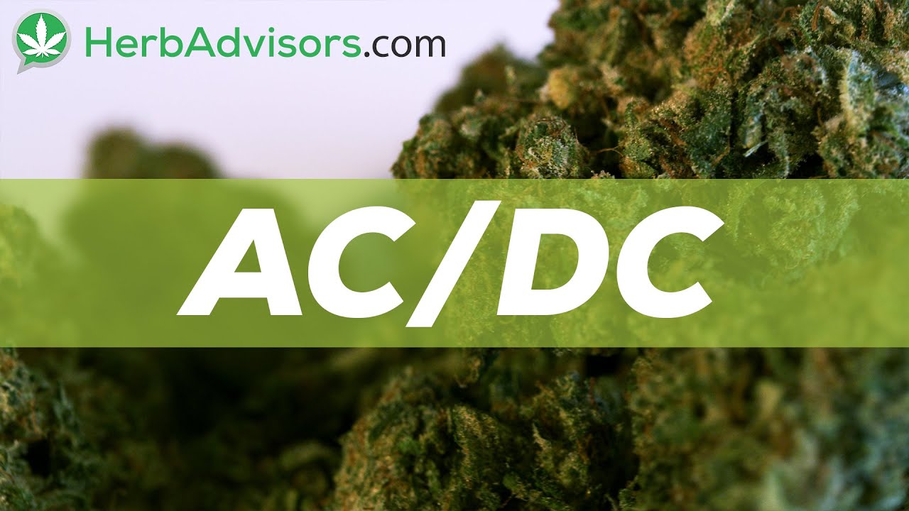 AC/DC Marijuana Strain Review by HerbAdvisors.com