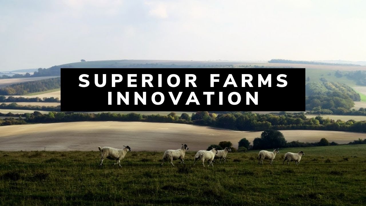 Superior Farms - Sheep Farming Industry Innovation