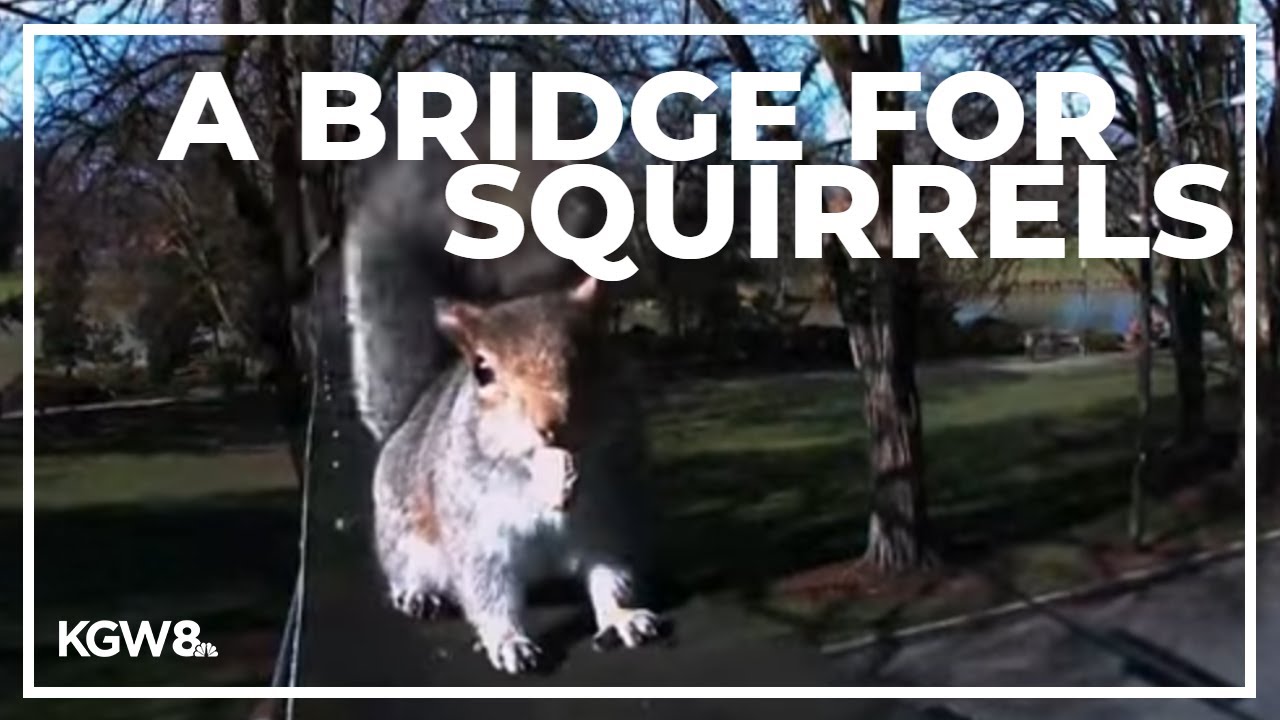 How a squirrel bridge in Longview turned into a city's love for rodents
