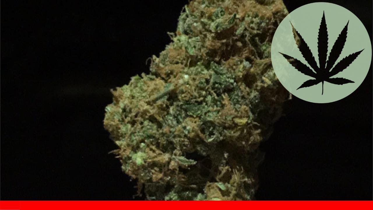 Light Of Jah - All About This Strain